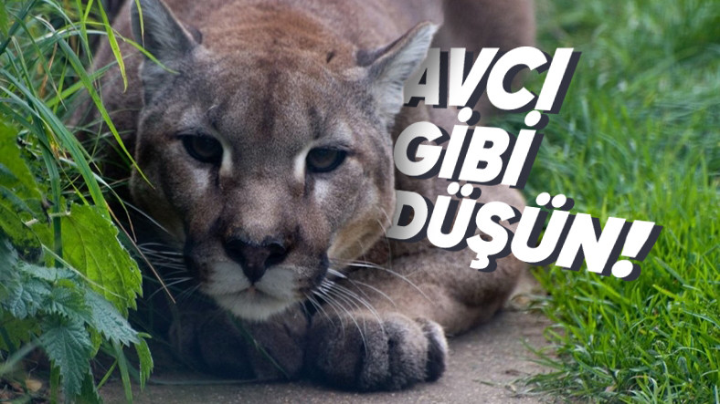 Gündelik Hayatta Fark Etmeden Hepimizin Sık Sık Yaptığı Yanılgı: Aptal Puma Sendromu