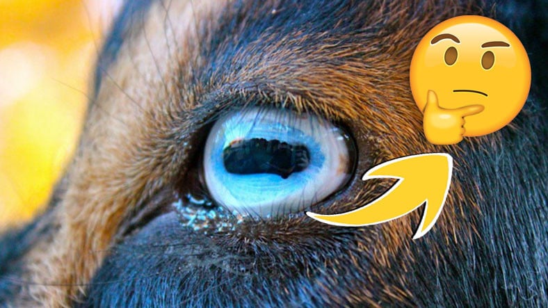 “Ben Hayvanları Gözünden Tanırım” Diyenler Buraya: Hangi Gözün Hangi Hayvana İlişkin Olduğunu Bulabilecek misin?