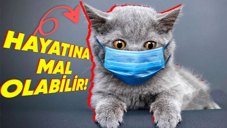 Kedi Sahipleri, Aman Dikkat! Son Vakitlerde Artan Ölümcül "FİP" Hastalığını Önlemek İçin Yapmanız Gerekenleri Anlattık