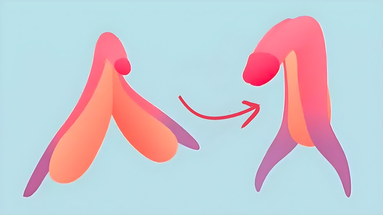 "Klitoris" Aslında Gelişmemiş Bir Penis midir? İşte İki Cinsel Organ Ortasındaki Benzerlikler