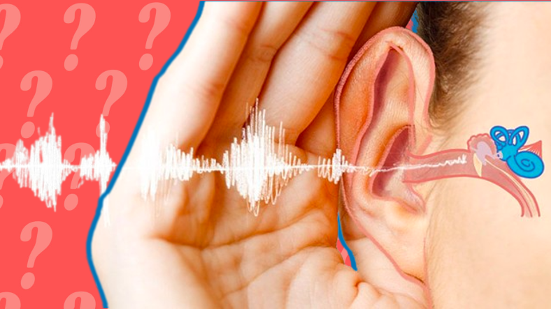 Kulaklarımız, Bedenimizin Başka Kısımlarına Kıyasla Neden Bu Kadar Kıvrımlı?