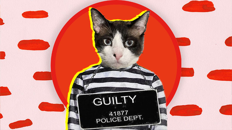 Rastgele Bir Suça Karışmamalarına Karşın Hapishanede Yaşayan Kediler: Aslında Kusursuz Bir Emele Hizmet Ediyorlar!