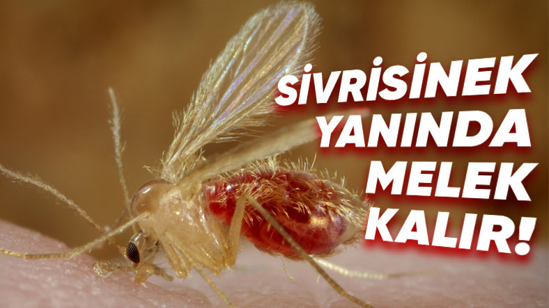 Sivrisineklerin Bordo Berelisi: Ekseriyetle Ege Bölgesi'nde Görülen "Yakarca" Hakkında Bilmeniz Gerekenler