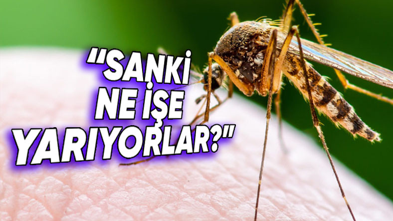 Sivrisineklerin Büsbütün Yok Olması Halinde Tabiatta Meydana Gelebilecek Şeyler