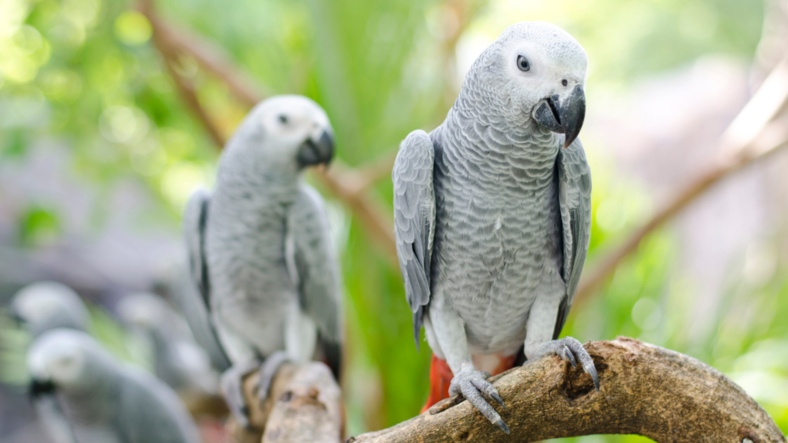 Tam Bir Taklit Ustası Olan Jako Papağanlarının Ne Kadar Zeki Olduğunu Kanıtlayan Özellikleri