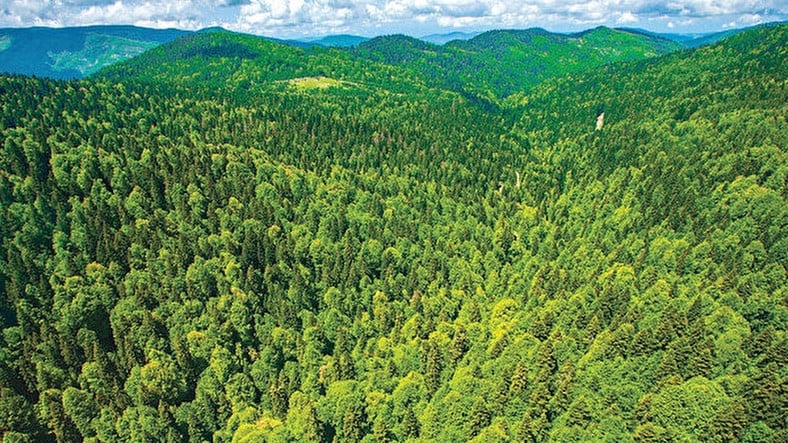 Yangın Riski Taşıyan Orman Alanlarına Girişler 31 Ekim'e Kadar Yasaklandı!