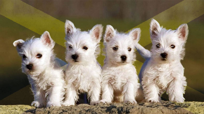 Onlarca Farklı Cinsi ile Yüzlerce Yıldır Bizimle Olan Terrier Köpeklerin 8 Değişik Özelliği
