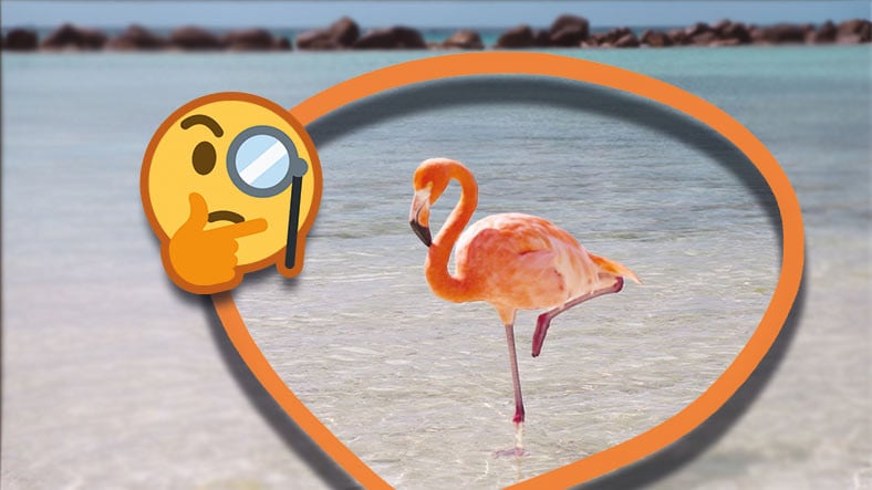 Tek Ayak Üzerinde Durmalarının Çok Mantıklı Bir Sebebi Var: Flamingolar Hakkında 8 Enteresan Bilgi