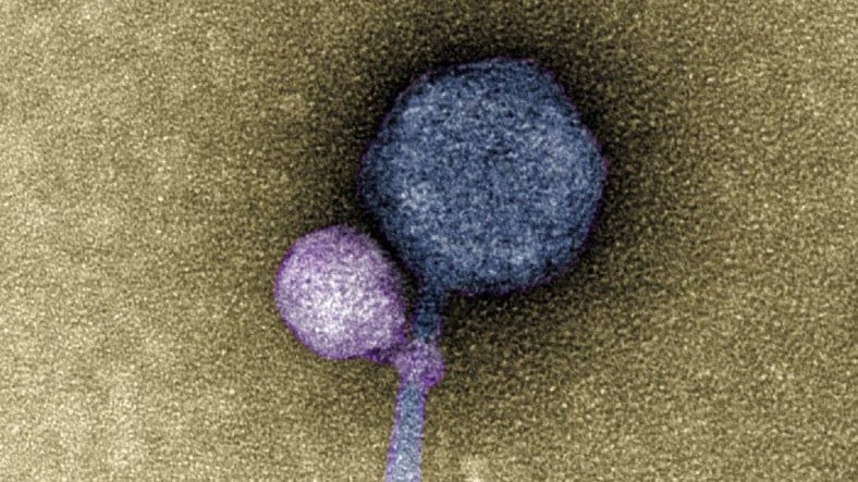Aktif Hale Gelmek İçin Öbür Virüsleri Isıran "Vampir" Virüs Keşfedildi